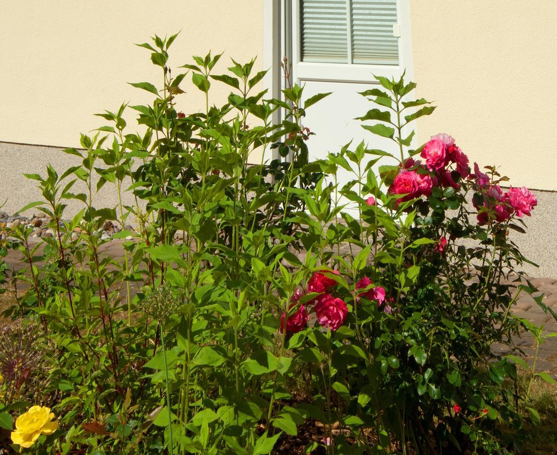 Sonnenhus - Ruegen Appartement Sellin  Buitenkant foto